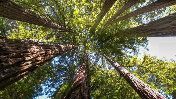 Best Lot and Land Clearing  in Santa Clara, OR