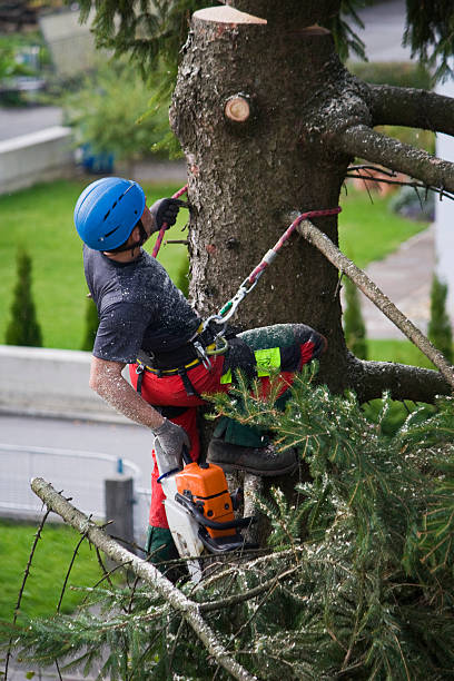 Best Lawn Watering Services  in Santa Clara, OR