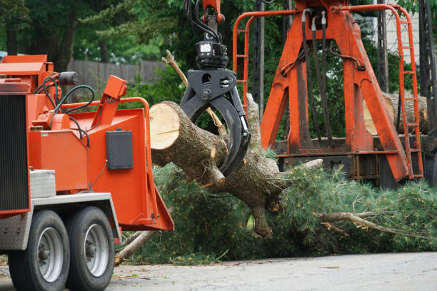 Best Fruit Tree Pruning  in Santa Clara, OR
